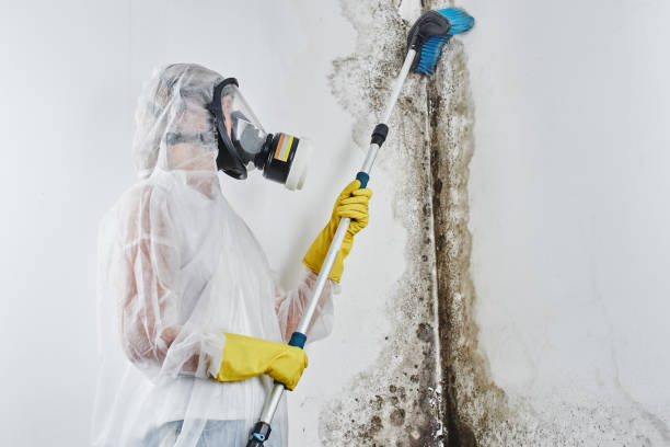 Best Certified Mold Removal  in Malmstrom Af, MT