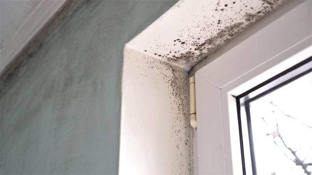 Best Commercial Mold Removal  in Malmstrom Af, MT