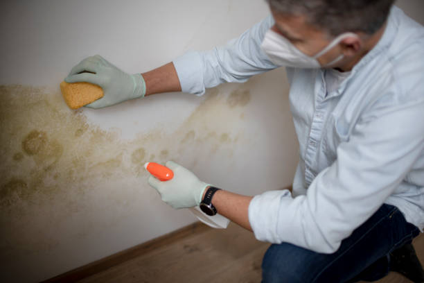 Best Mold Cleaning Services  in Malmstrom Af, MT
