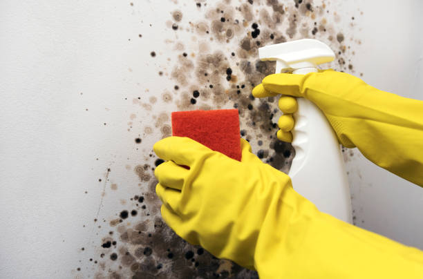 Best Mold Damage Repair  in Malmstrom Af, MT