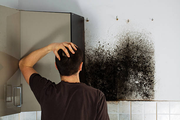 Best Water Damage Restoration  in Malmstrom Af, MT