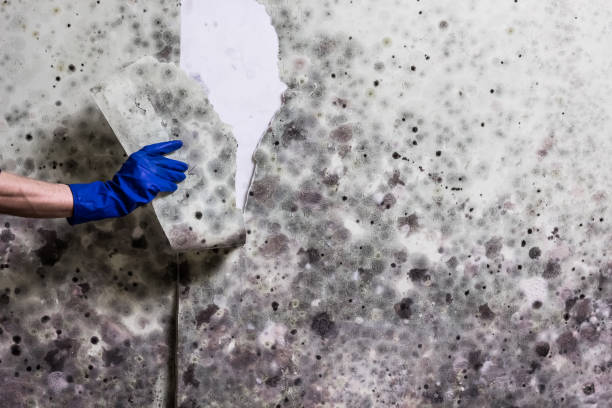 Best Local Mold Removal Service  in Malmstrom Af, MT