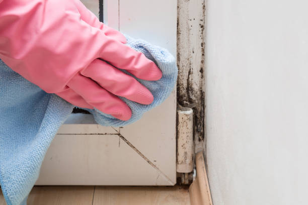 Best Black Mold Removal  in Malmstrom Af, MT