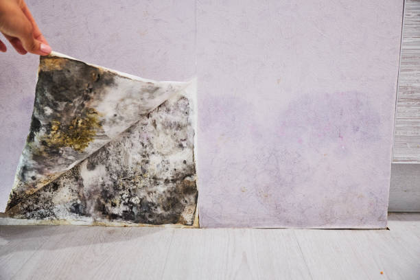 Best Attic Mold Removal  in Malmstrom Af, MT
